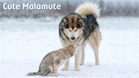 Alaskan Malamute Teaches Puppy How To Behave Youtube