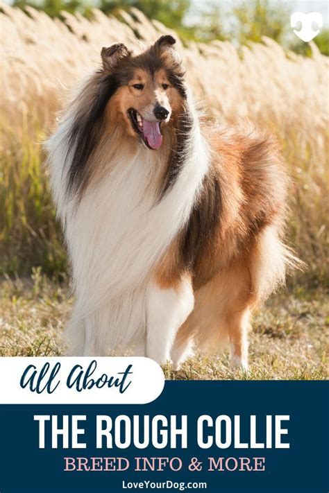 All About Rough Collies Breed Information Traits Temperament And More