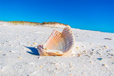 Seashell Zach Hutchinson Flickr