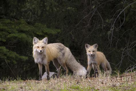 Momma Fox With Her Kit Photograph By Sonya Lang Fine Art America