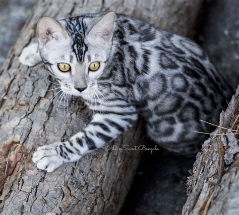 Amazing Silver Bengal Cat If All Goes Well She Should Have Her First
