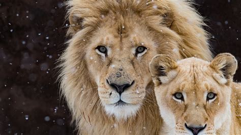 2560x1440 Lion With Cub 1440p Resolution Hd 4k Wallpapers Images