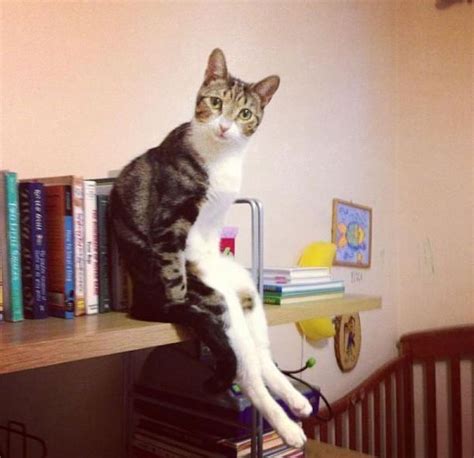 Funny Cat Pose Funny Cats Funny Animals Cats