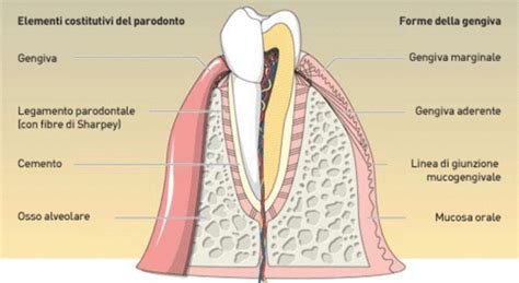 Studio Dentistico Antonelli Parodontologia