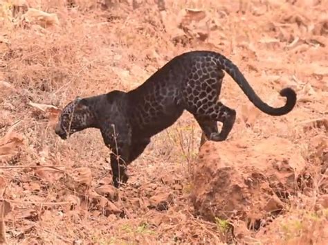 Rare And Elusive Black Leopard Spotted By Photographer In Maharashtras