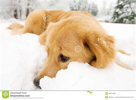 Golden Retriever Dog In The Snow Stock Photo Image Of