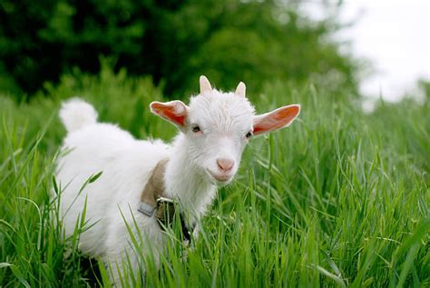 Young goats are called kids. Kid Goat Stock Photos, Pictures & Royalty-Free Images - iStock