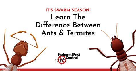 Ant Swarmers Vs Termite Swarmers Preferred Pest Control