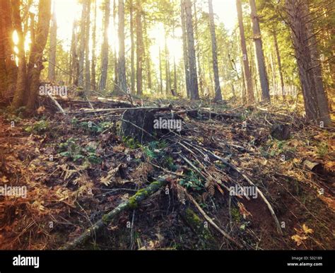 Clearing In The Woods Hi Res Stock Photography And Images Alamy