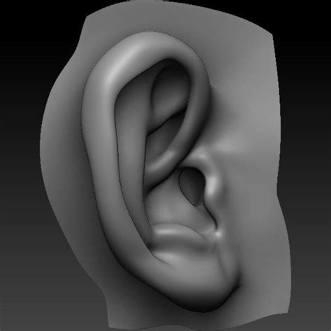 Perfect Ear 3d Model Ear 3d Model Model