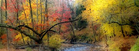 Fall Stream Facebook Cover Pretty Autumn Landscapes