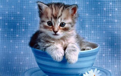 Free hd wallpaper, images & pictures of kittens cats kitty cat, download photos of animals for your desktop. World's All Amazing Things, Pictures,Images And Wallpapers ...
