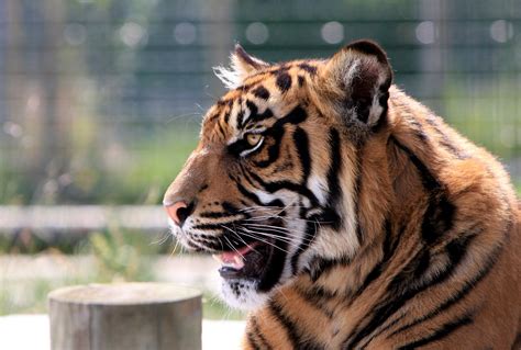 Tiger Free Stock Photo Public Domain Pictures