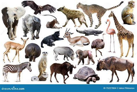 Birds Mammal And Other Animals Of Africa Isolated Stock Photo Image