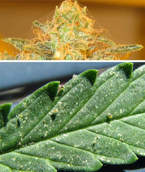 Worldwide Indoor Marijuana Grow Guide | The Best and Easy ...