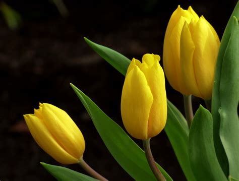 Yellow Tulips Hd Desktop Wallpaper