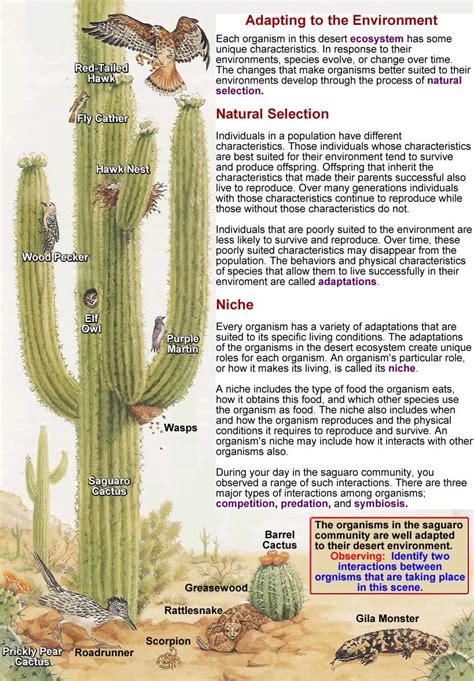 Desert Plants And Their Adaptations Plants Bp