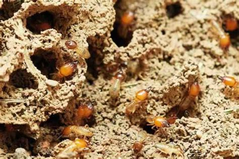 7 Major Signs Of A Pest Infestation In Your Home