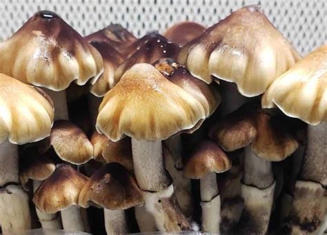 What Is Psilocybin And Why P Cubensis Pnw Spore Co