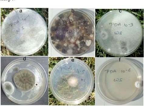 Figure 1 From Isolation And Screening Of Protease Producing Soil Fungi