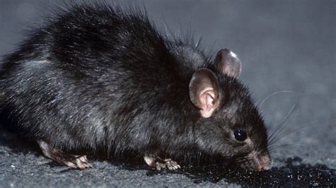 British Wildlife Of The Week Black Rat The Nature Nook