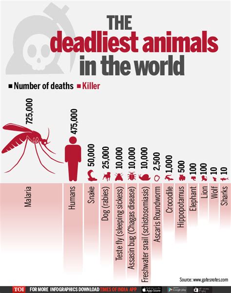 Which Animal Kills The Most Humans Times Of India