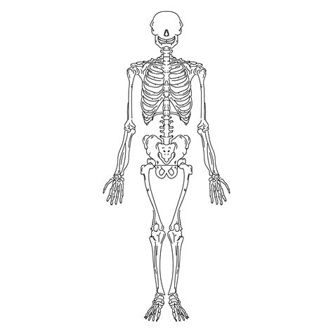 22 Ideas De Esqueleto Esqueleto Esqueleto Humano Dibujo Del Reverasite
