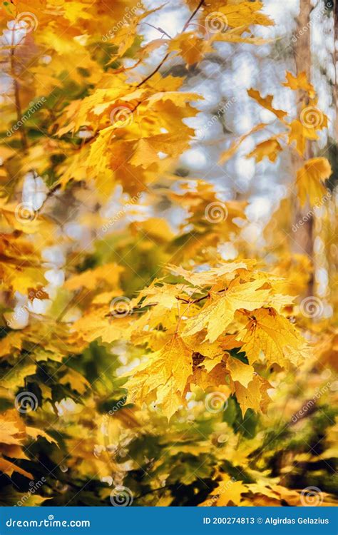 Orange And Yellow Maple Leaves On The Tree In Autumn Stock Image
