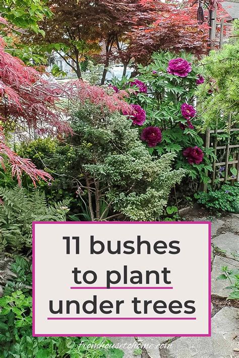 Shade Loving Shrubs The Best Bushes To Plant Under Trees Gardening