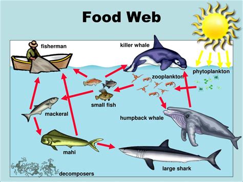 Ppt An Ocean Of Food Chains And Food Webs Powerpoint Presentation