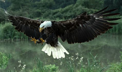 Animals Bald Eagle Wallpapers Hd Desktop And Mobile Backgrounds
