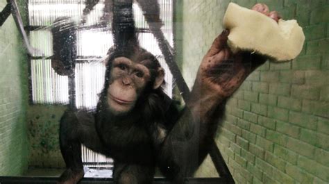 Study Chimps Like Humans Are Natural Born Killers Itv News