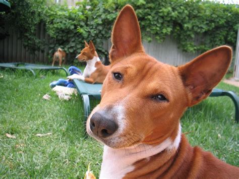 Basenji Breed Dogs Resting In The Yard Wallpapers And Images