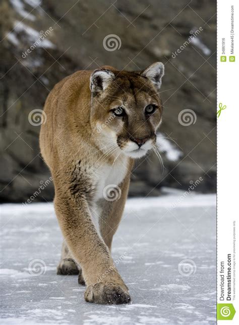 Puma Or Mountain Lion Puma Concolor Stock Photo Image