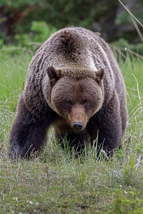 Big Male Grizzly Bear Photograph By Byron Robb Pixels