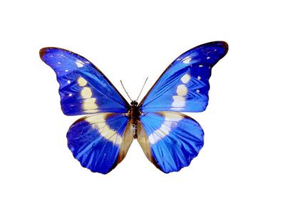 Kupu kupu serangga gambar alam hewan desain sayap dekorasi latar belakang musim semi. DP BBM Gif Animasi Bergerak Naruto, Thank You, Kupu-kupu | WartaSolo.com - Berita dan Informasi ...