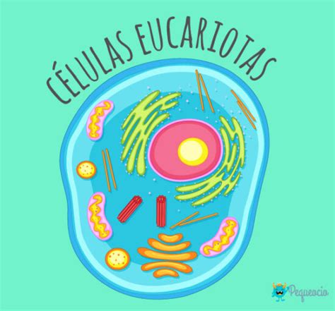 Células Eucariotas Y Procariotas ¿qué Son Pequeocio