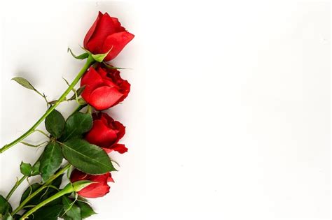 Premium Photo Red Roses With White Background