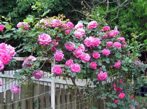 Rosa Trepadeira Pink Sementes Flor Para Mudas R 999 Em Mercado Livre