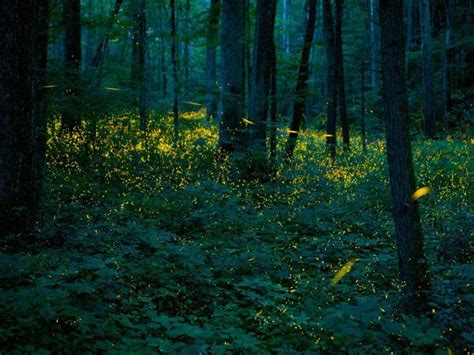 Synchronous Fireflies Bing Wallpaper Download