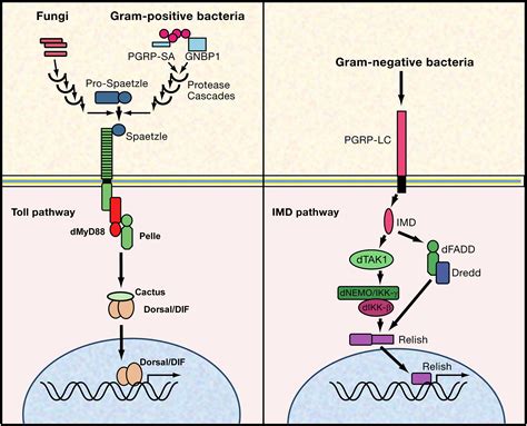 Pathogen Recognition And Innate Immunity Cell