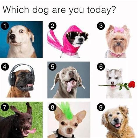 Which Dog Are You Today Dogmemes Facebook Engagement Posts Social