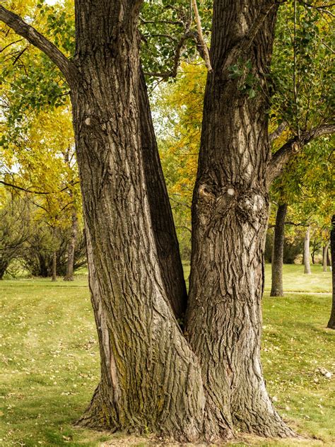 Facts About Cottonwood Trees Gardenerdy