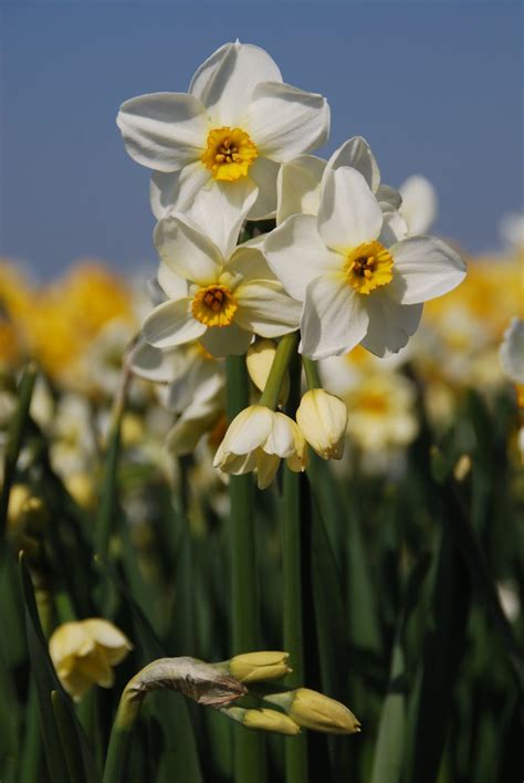 Plantfiles Pictures Tazetta Narcissus Paperwhite Daffodil