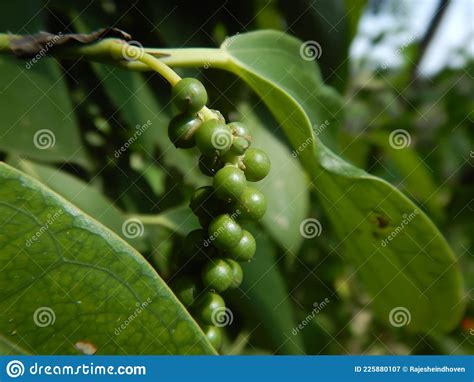 Green Peppercorn Black Pepper Piper Nigrum Is A Flowering Vine