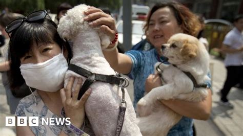 China Dog Meat Row Millions Back Petition Against Yulin Festival Bbc