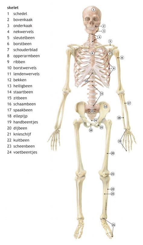 Uw Skelet Geeft Steun Aan Uw Lichaam En Biedt Bescherming
