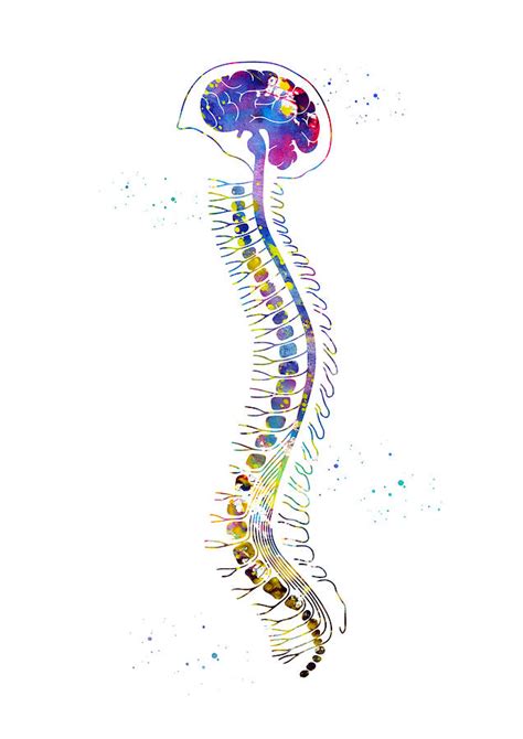 Brain With Spinal Cord Digital Art By Erzebet S Fine Art America