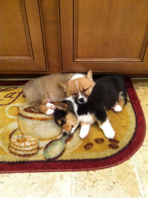 Baby This Looks Exactly Like Our House We Just Need Two Corgies Corgi