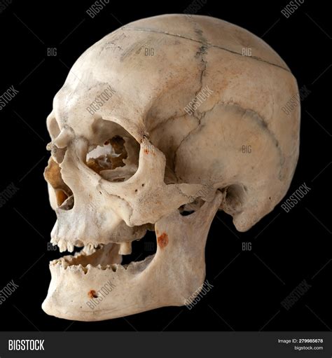 This will include both color and b/w symbol pages, and a single page view of the finished design. Human Skull, Side View Image & Photo (Free Trial) | Bigstock